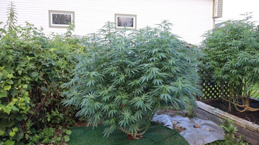 Candy Cream Go Fast. Week 18