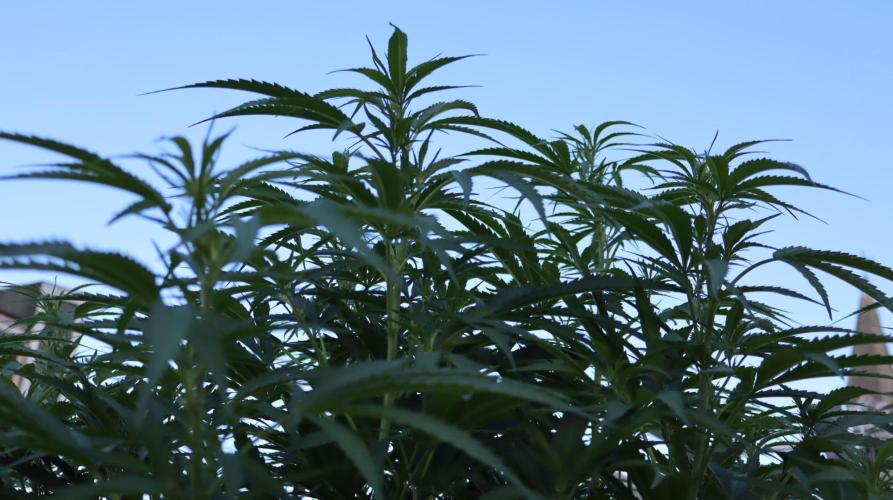 Eleven Roses. Week 20