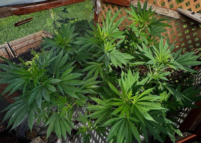 Golosa. Week 13