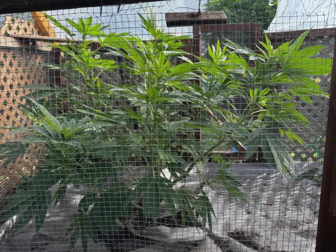 Golosa. Week 13