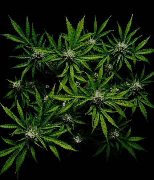 Delicious Cookies Auto. Week 9