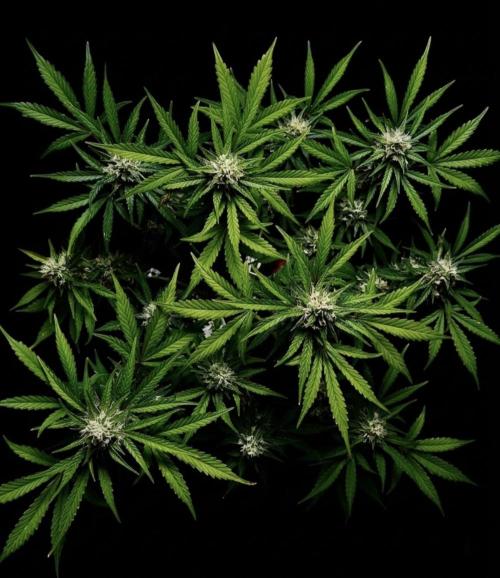 Delicious Cookies Auto. Week 9