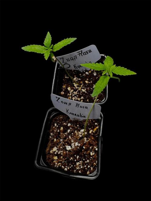 Zoap Rose. Week 2