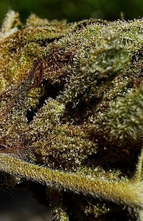 Black Dog Auto. Week 11