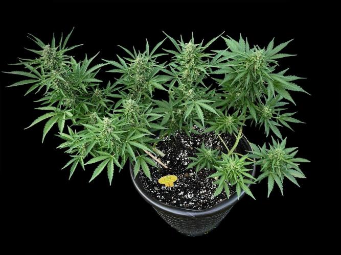 Black Orchid auto. Week 9