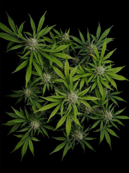 Delicious Cookies Auto #3?. Week 9