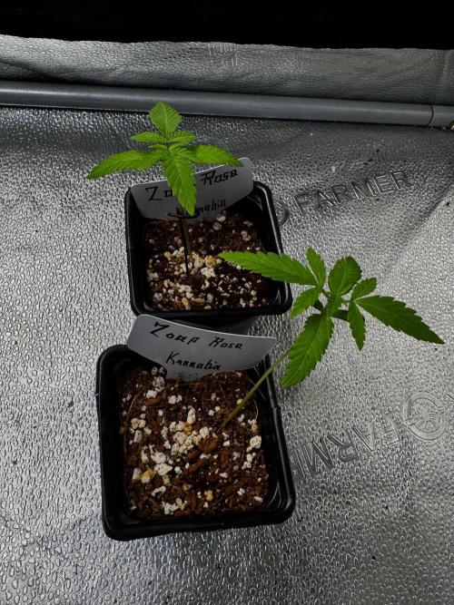 Zoap Rose. Week 3