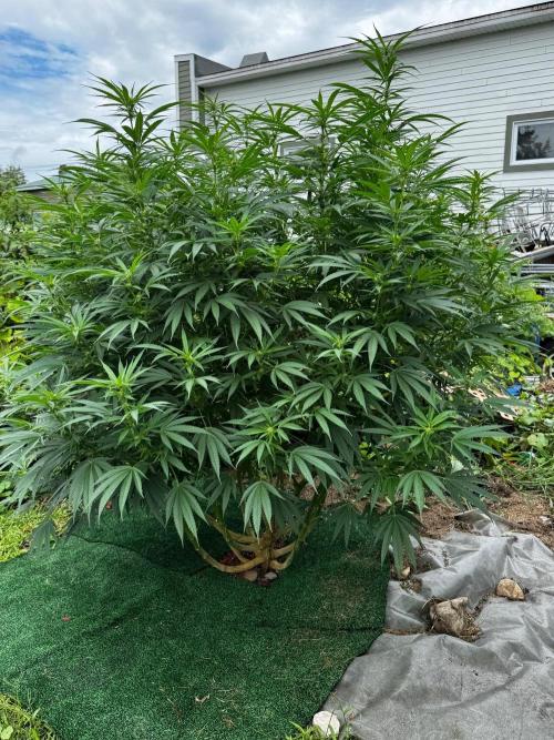 Candy Cream Go Fast. Week 19