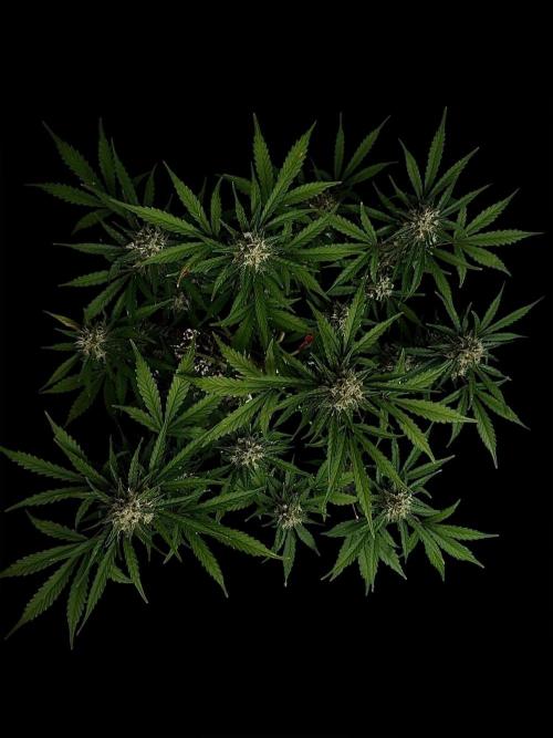 Delicious Cookies Auto #3?. Week 10