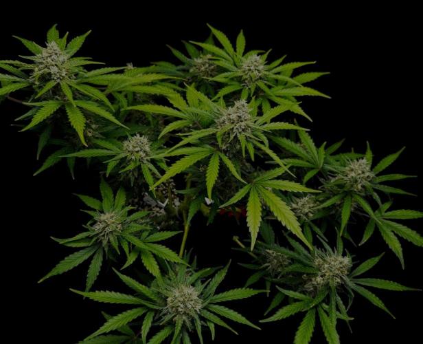 Delicious Cookies Auto #3?. Week 10