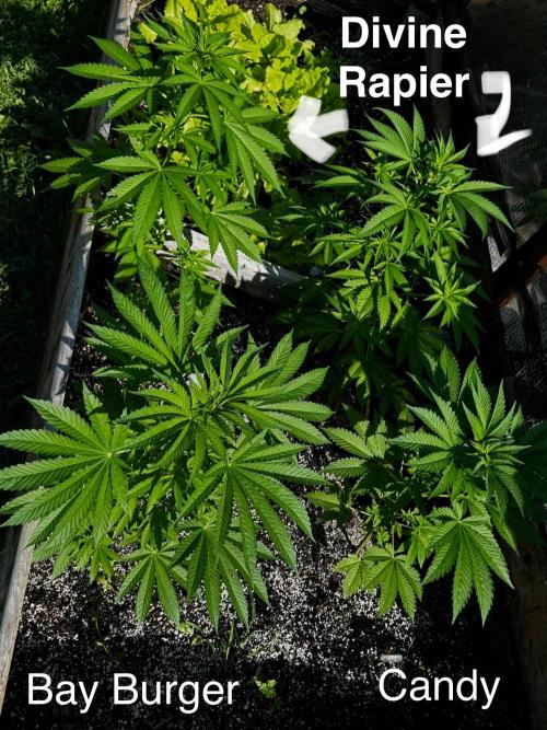 3 Strains 4 plants. Week 3