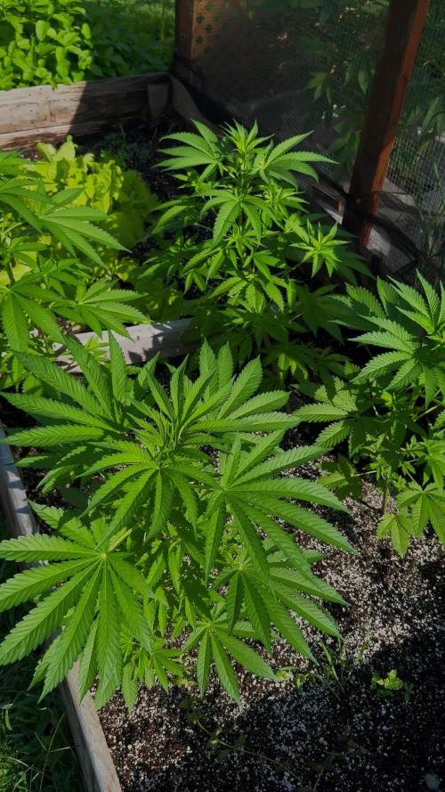 3 Strains 4 plants