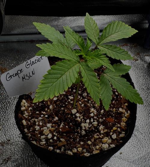 Grape Glacier. Week 4