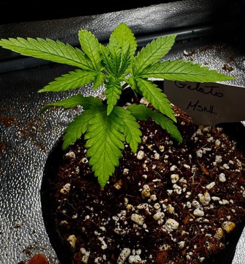 Gelato. Week 4