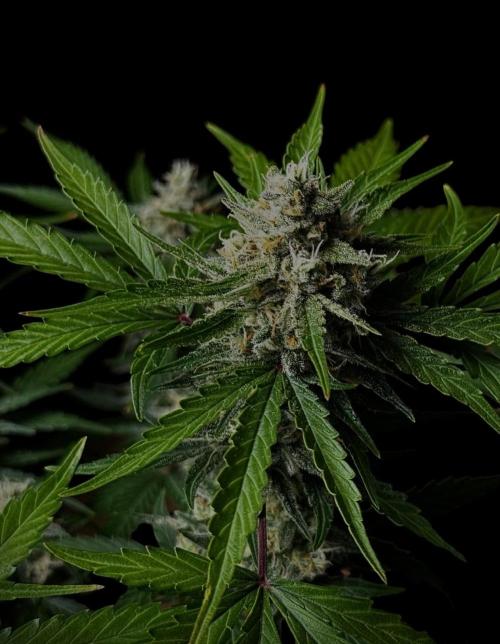 Delicious Cookies Auto #3?. Week 10