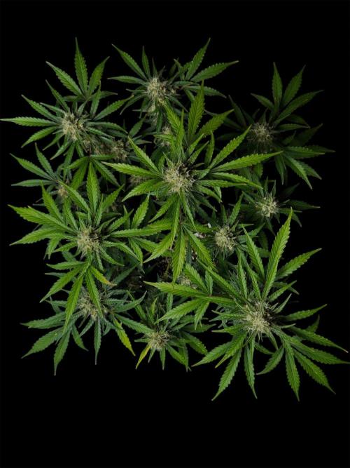 Delicious Cookies Auto #3?. Week 10