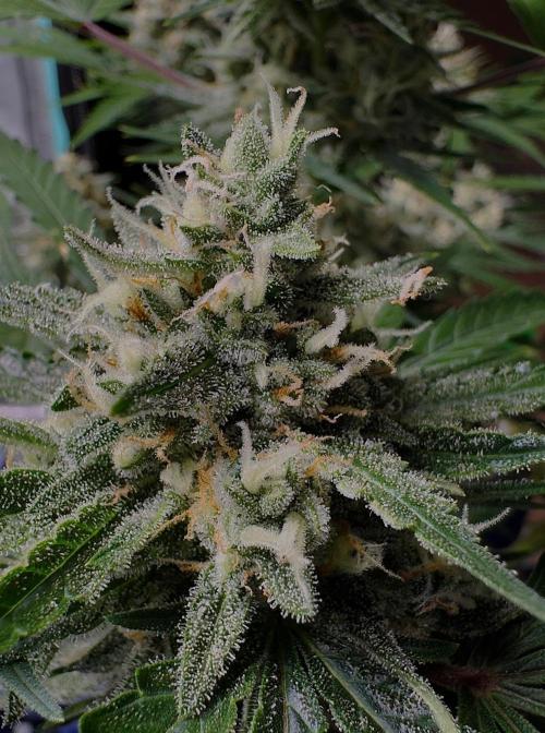 Delicious Cookies Auto #3?. Week 10