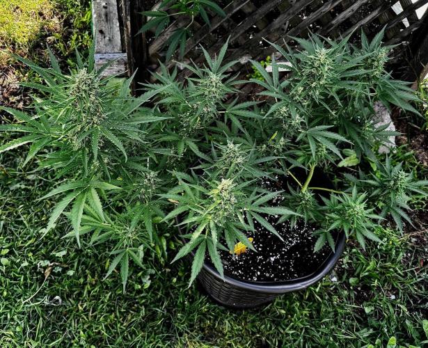 Black Orchid Auto. Week 10