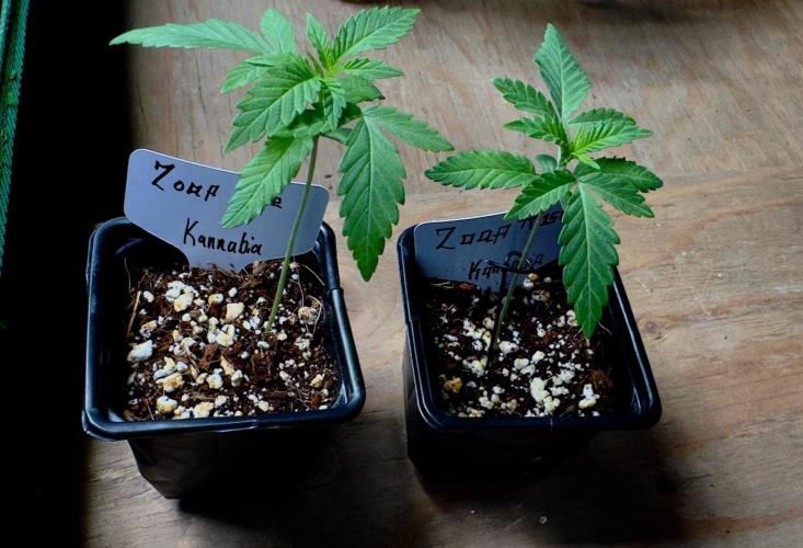Zoap Rose. Week 3