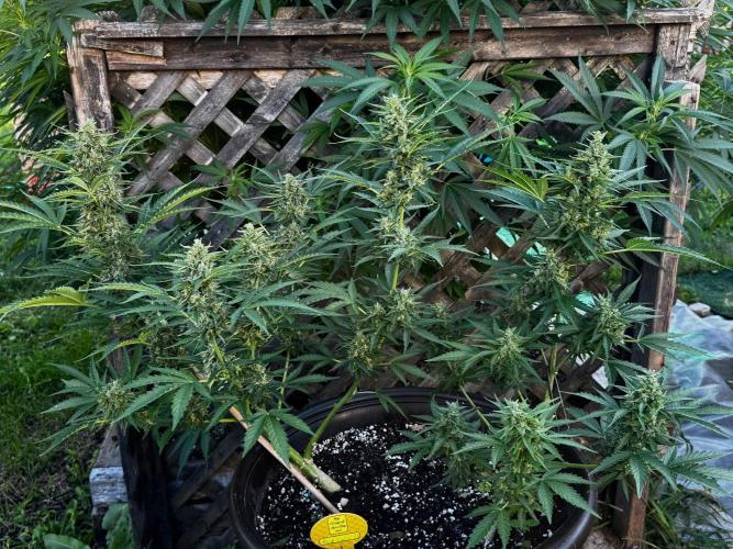 Black Orchid auto. Week 10