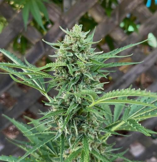 Black Orchid auto