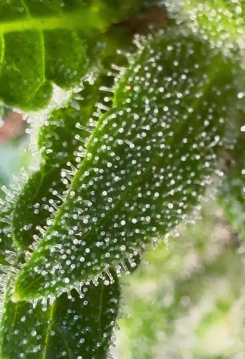 Black Orchid auto
