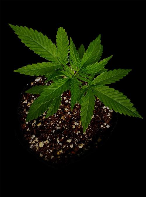 Gelato. Week 4