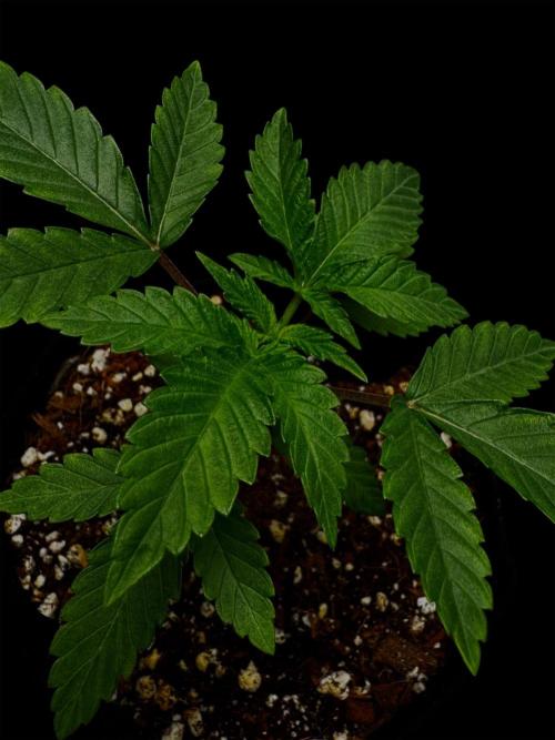 Grape Glacier. Week 4