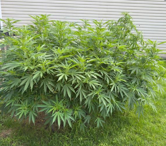 White Widow. Week 21
