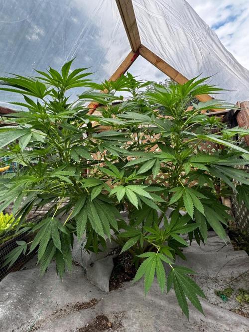 Golosa. Week 14