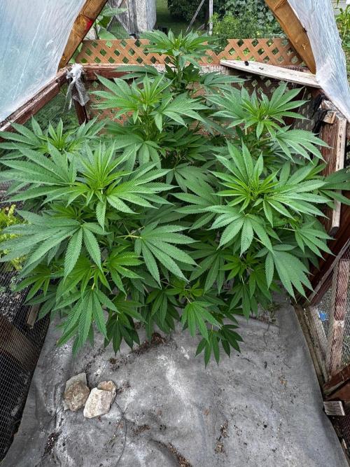 Golosa. Week 14