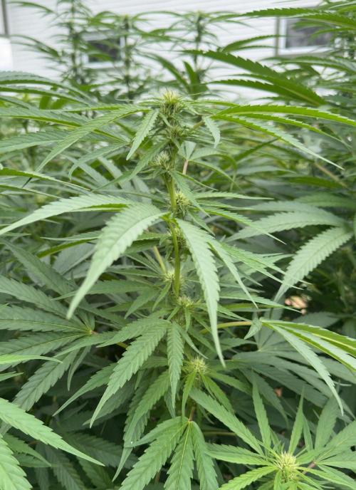 Candy Cream Go Fast. Week 19