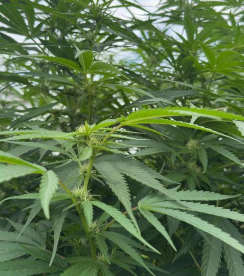 Candy Cream Go Fast. Week 19
