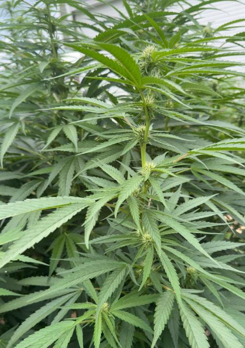 Candy Cream Go Fast. Week 19