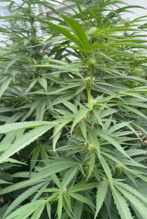 Candy Cream Go Fast. Week 19