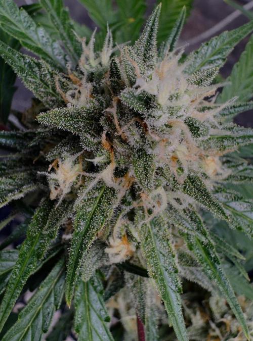 Delicious Cookies Auto. Week 10