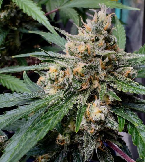 Delicious Cookies Auto #3?. Week 10