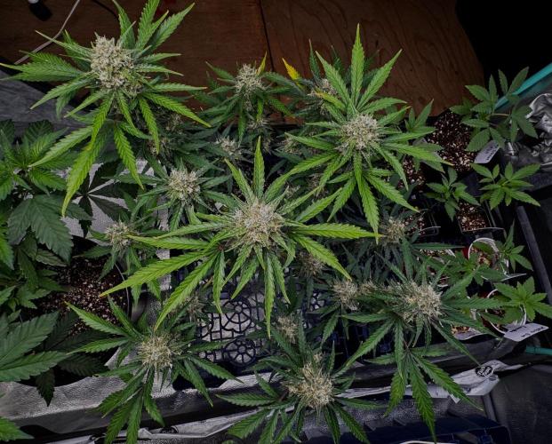 Delicious Cookies Auto. Week 10