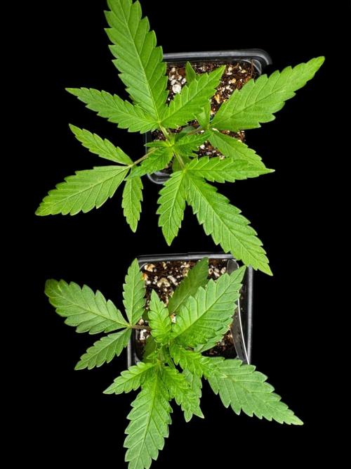 Zoap Rose. Week 3