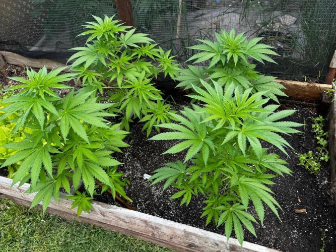 3 Strains 4 plants. Week 3
