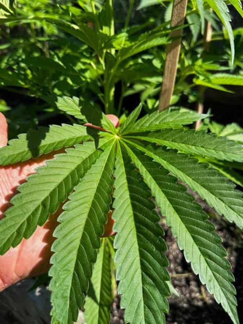3 Strains 4 plants. Week 3