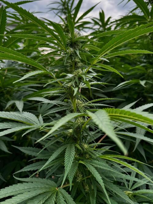 Candy Cream Go Fast. Week 20