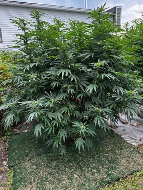 Candy Cream Go Fast. Week 20