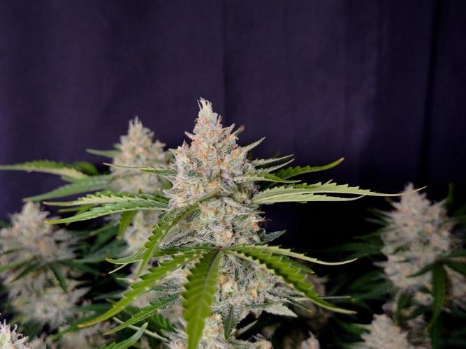 Delicious Cookies Auto #3?. Week 11