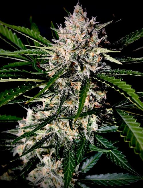 Delicious Cookies Auto #3?. Week 11