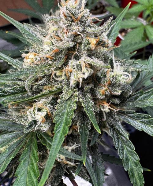 Delicious Cookies Auto #3?. Week 11