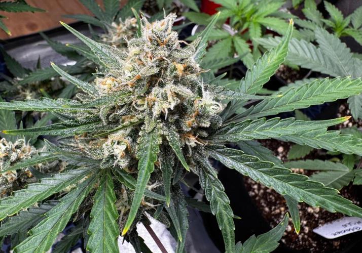 Delicious Cookies Auto #3?. Week 11