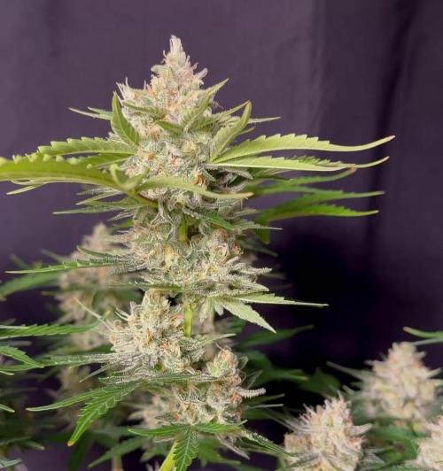 Delicious Cookies Auto #3?