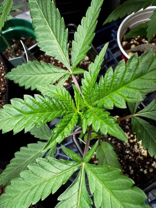 Zoap Rose. Week 4