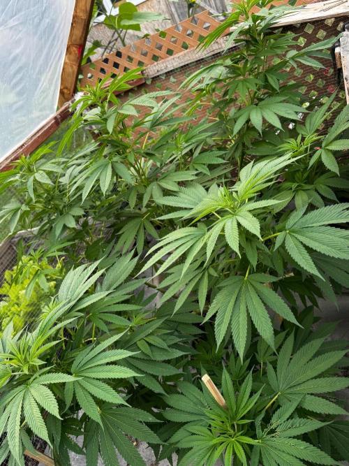Golosa. Week 14